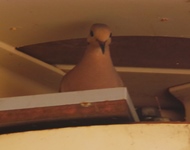 Nuisance Bird